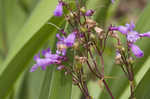 Sharpsepal beardtongue